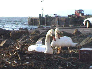  Political Swansong
 Or nest feathering? 